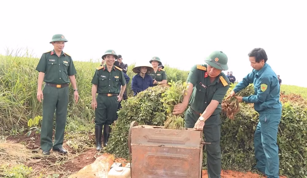 Cán bộ Công ty 72 (Binh đoàn 15) hướng dẫn người dân thu hoạch nông sản. 