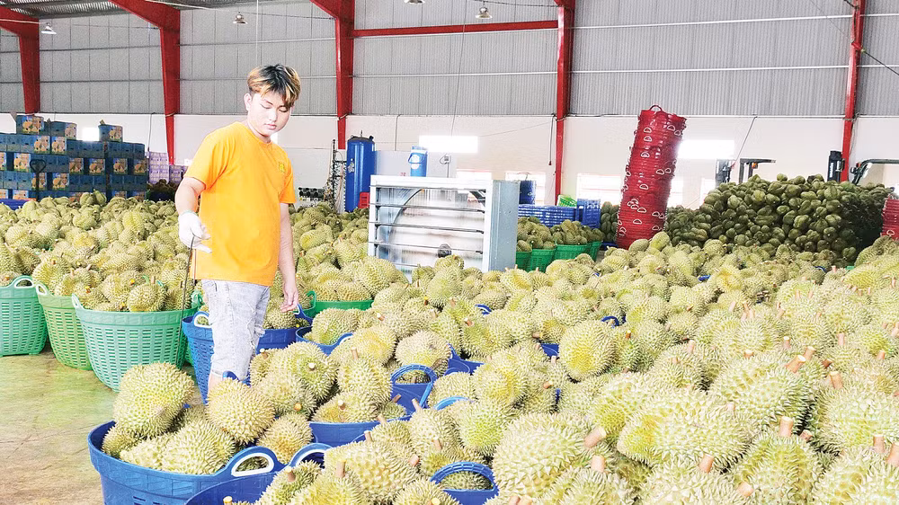 Sầu riêng Ba Đảo ở thị xã Phước Long đang được xuất khẩu chính ngạch sang các thị trường khó tính. 