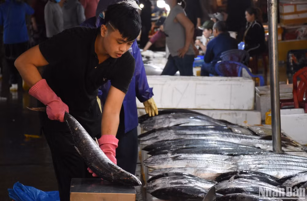 Sáng nay tại Cảng cá Thọ Quang, cá thu được nhiều thương lái mua phục vụ chợ Tết (Ảnh ANH ĐÀO)