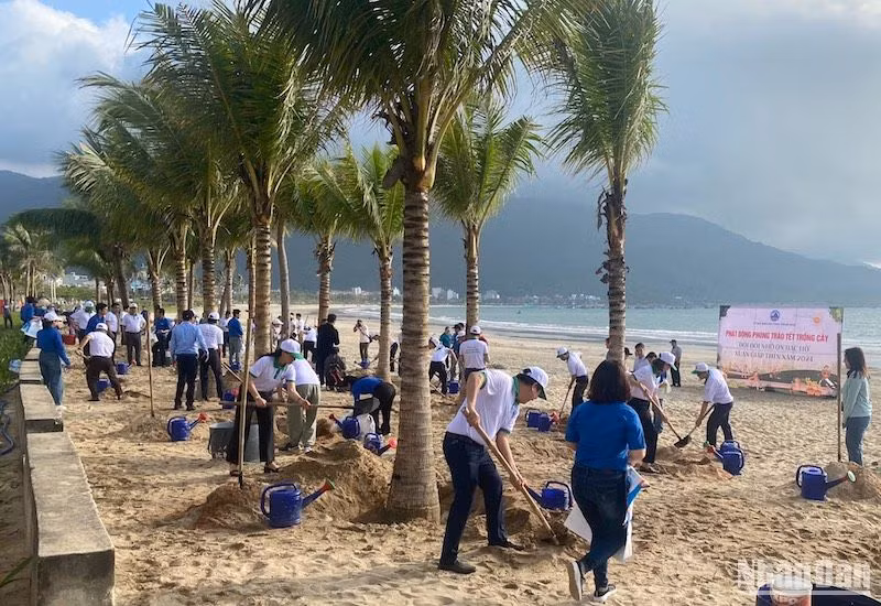 Đà Nẵng trồng thêm nhiều cây dừa dọc tuyến biển Thọ Quang-Mân Thái. Ảnh: ANH ĐÀO