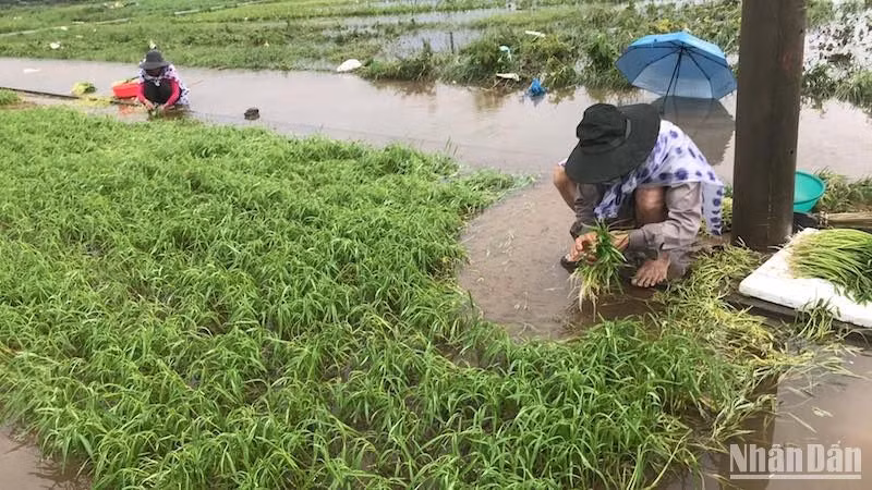 Toàn bộ ruộng rau muống của gia đình ông Thái Đình Quân hư hại nặng. Ảnh ANH ĐÀO Toàn bộ ruộng rau muống của gia đình ông Thái Đình Quân hư hại nặng. Ảnh ANH ĐÀO