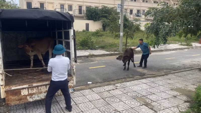 Chính quyền địa phương đã xử lý 8 trường hợp vi phạm, tuy nhiên tình trạng bò thả rông vẫn tiếp diễn.