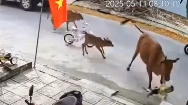 Hình ảnh bò bất ngờ húc ngã cháu bé 20 tháng tuổi gây xôn xao dư luận. (Ảnh: Mạng xã hội)