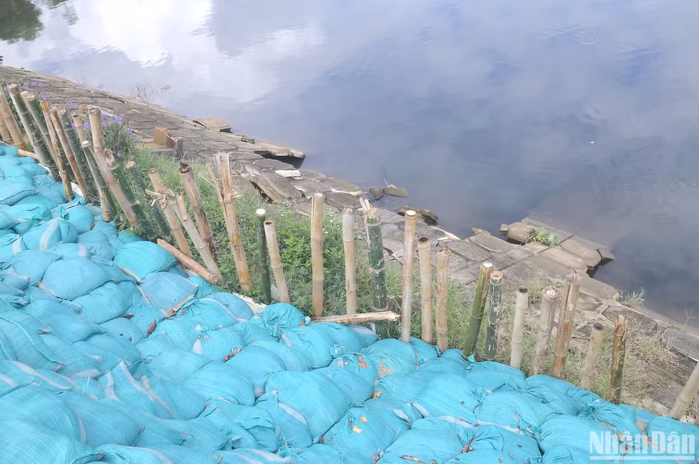 Hàng loạt cọc tre được đóng sâu xuống bờ kênh, sau đó đắp bao cát lên các vị trí bị sụt lún.