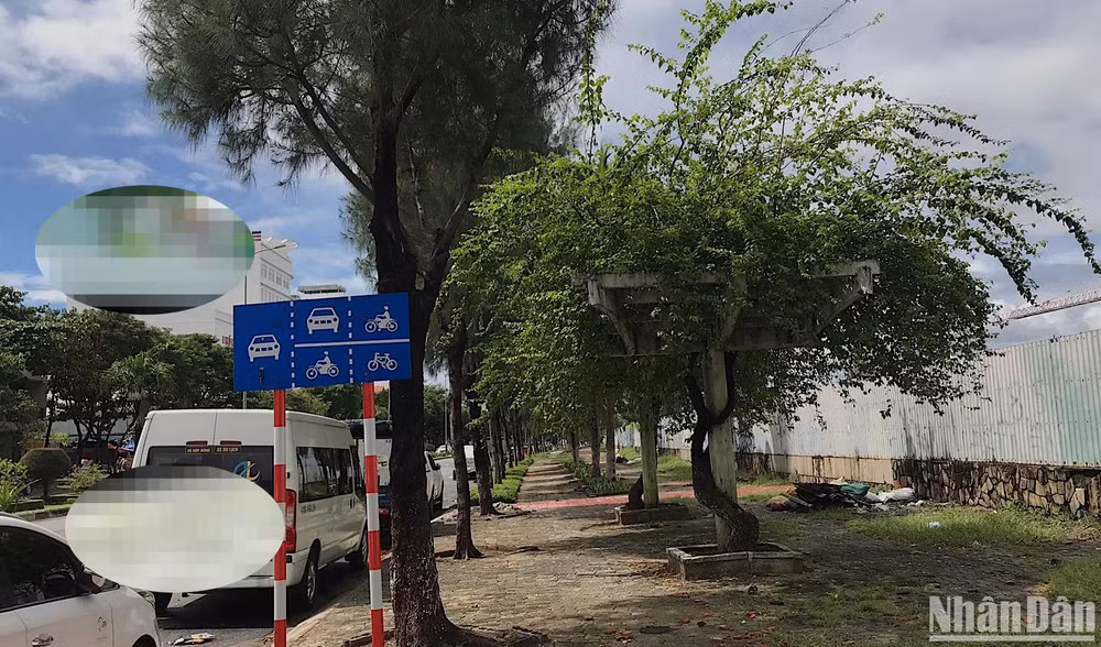Số cây hoa giấy lớn và đẹp như thế này trên đường Nguyễn Tất Thành hiện còn rất ít và đứng trước nhiều nguy cơ bị cưa, chặt trộm lúc nào không hay. (Ảnh chụp sáng ngày 24/10)