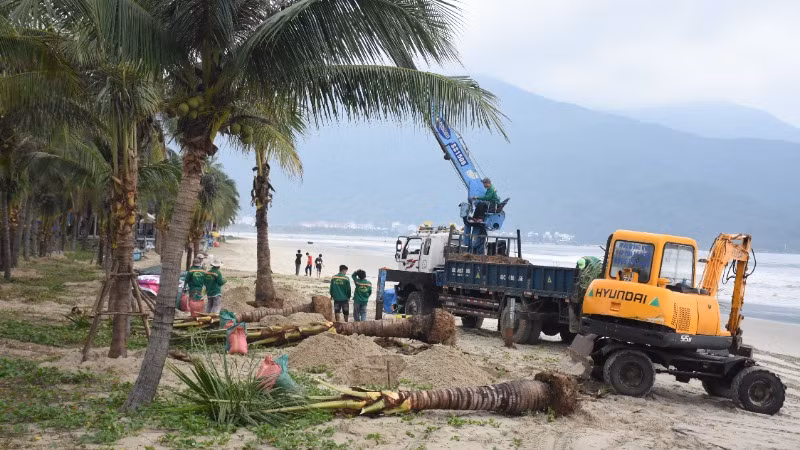 Sau một tháng kêu gọi, Đà Nẵng nhận được 700 cây dừa từ các đơn vị, doanh nghiệp trao tặng để trồng tại các bãi biển du lịch. (Ảnh: ANH ĐÀO) Sau một tháng kêu gọi, Đà Nẵng nhận được 700 cây dừa từ các đơn vị, doanh nghiệp trao tặng để trồng tại các bãi biển du lịch. (Ảnh: ANH ĐÀO)