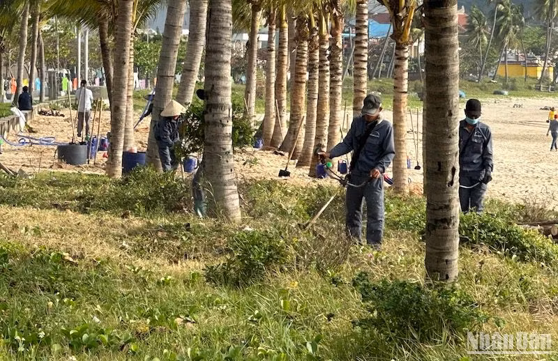 Đà Nẵng ra quân trồng cây và dọn vệ sinh môi trường tuyến biển Thọ Quang, Mân Thái (quận Sơn Trà). Ảnh: ANH ĐÀO