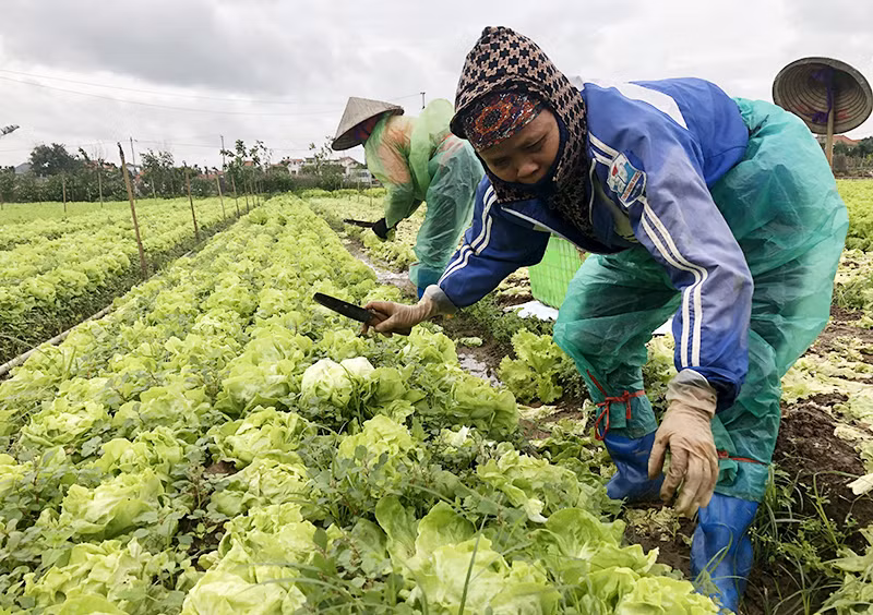 Nông dân xã Yên Phú, huyện Yên Mỹ (Hưng Yên) thu hoạch rau an toàn.