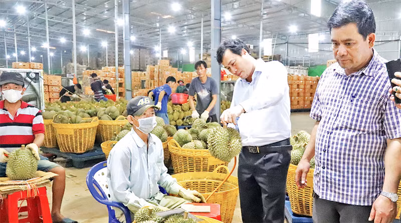 Quảng bá, giới thiệu đặc sản sầu riêng huyện Krông Pắc ra thị trường trong và ngoài nước. Quảng bá, giới thiệu đặc sản sầu riêng huyện Krông Pắc ra thị trường trong và ngoài nước.