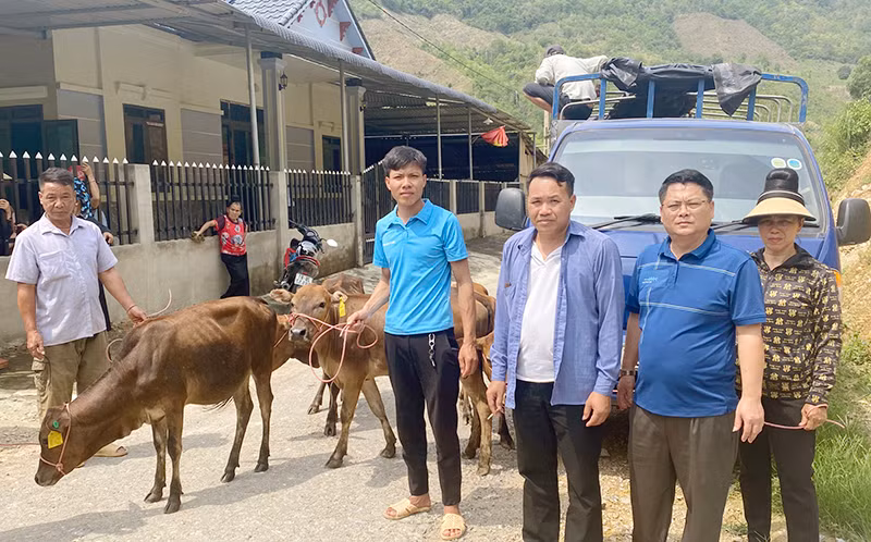 Đại diện Phòng Dân tộc huyện Thuận Châu, tỉnh Sơn La trao bò giống tặng đồng bào dân tộc La Ha, xã Liệp Tè.