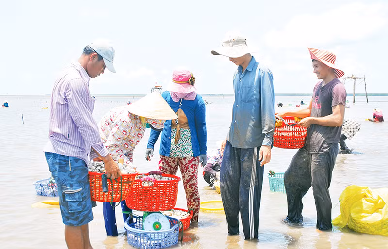 Bán nghêu cho thương lái ở vùng biển Gò Công Đông (Tiền Giang). 