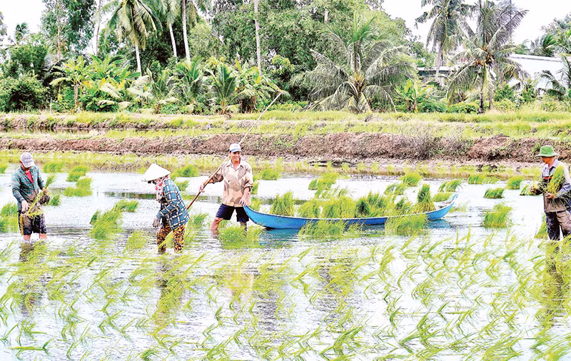 Phương pháp ném mạ ở vùng lúa-tôm nhanh, gọn hơn cấy mạ kiểu truyền thống, năng suất tăng thêm khoảng 1 tấn/ha. Phương pháp ném mạ ở vùng lúa-tôm nhanh, gọn hơn cấy mạ kiểu truyền thống, năng suất tăng thêm khoảng 1 tấn/ha.