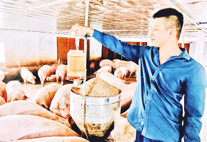 Nhiều hộ dân vay vốn từ Ngân hàng Chính sách xã hội để phát triển sản xuất, chăn nuôi, vươn lên thoát nghèo.
