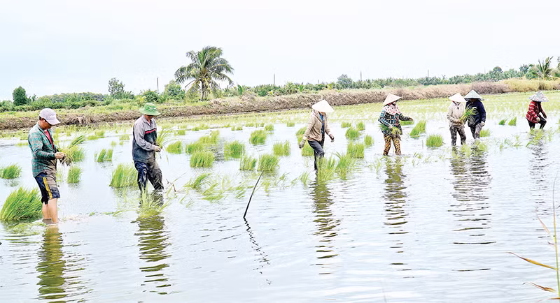 Phương pháp ném mạ ở vùng lúa-tôm nhanh, gọn hơn cấy mạ kiểu truyền thống, năng suất tăng thêm khoảng 1 tấn/ha. Phương pháp ném mạ ở vùng lúa-tôm nhanh, gọn hơn cấy mạ kiểu truyền thống, năng suất tăng thêm khoảng 1 tấn/ha.