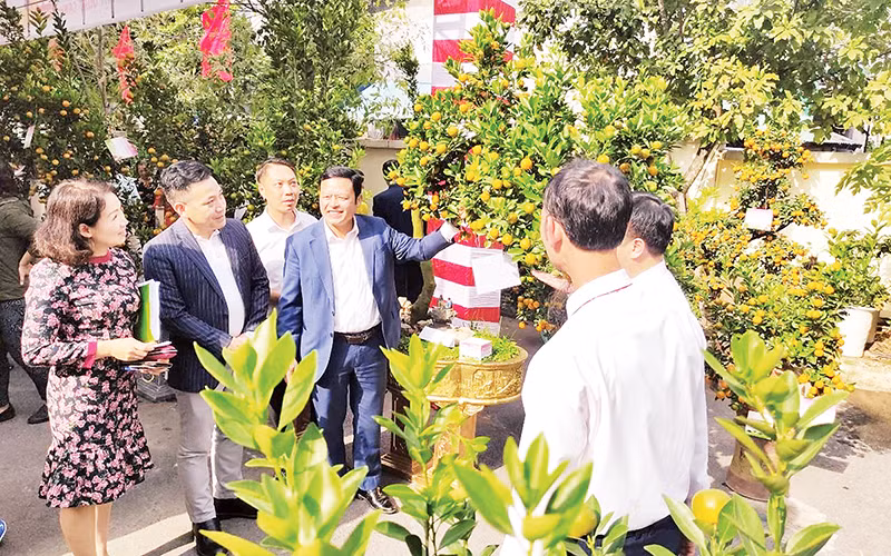 Ban Giám khảo trao đổi, thảo luận để tìm ra những tác phẩm xuất sắc trong Hội thi quất cảnh truyền thống Hà Nội 2024.
