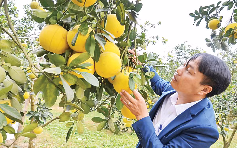 Cây bưởi giống đường La Tinh. (Ảnh HƯƠNG ĐỨC)