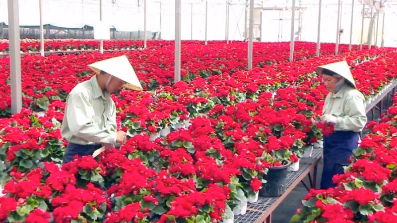 Sản xuất hoa công nghệ cao tại Lâm Đồng. Sản xuất hoa công nghệ cao tại Lâm Đồng.