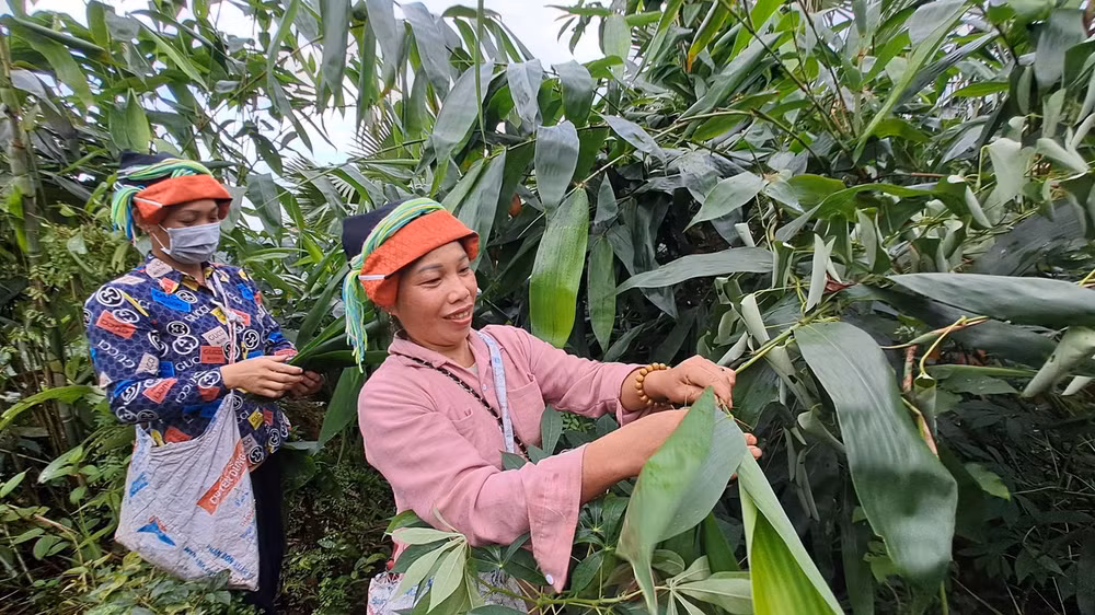 Người dân xã Quảng Ngần, huyện Vị Xuyên thu hái lá cây giang.