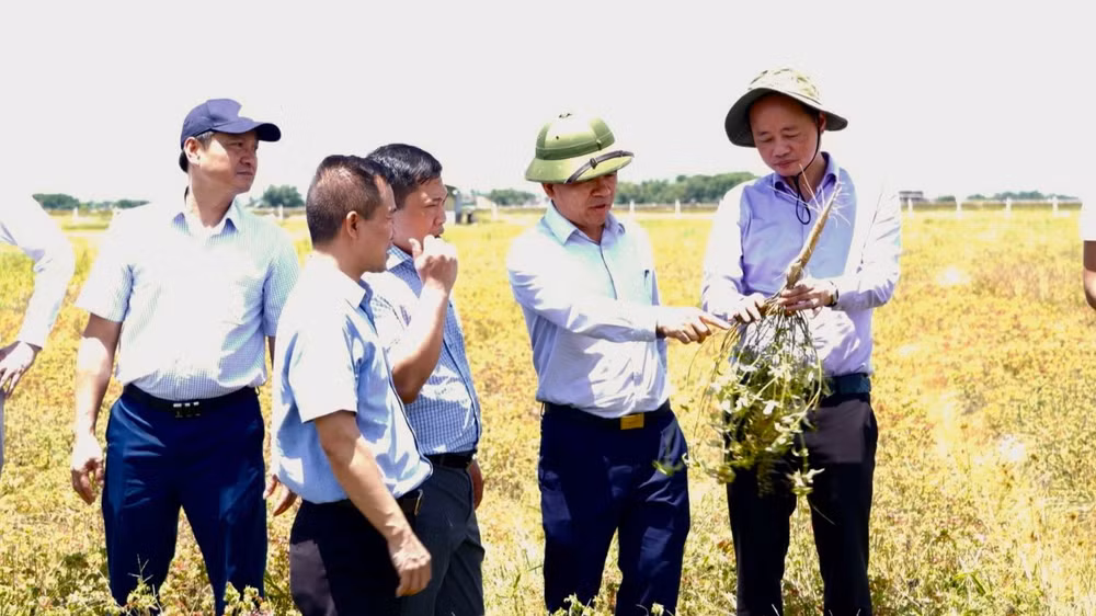 Thứ trưởng Khoa học và Công nghệ Trần Hồng Thái cùng Đoàn công tác tham quan mô hình trồng sâm bố chính thuộc dự án "Xây dựng mô hình trồng thử nghiệm cây sâm bố chính" tại huyện Thạch Hà, tỉnh Hà Tĩnh.