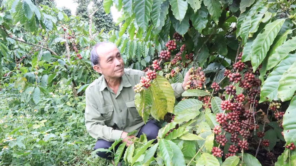 Người dân tỉnh Đắk Lắk kiểm tra sự phát triển của cây cà-phê. (Ảnh: Nguyễn Công Lý)