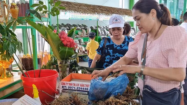 Sâm Ngọc Linh trưng bày tại Lễ hội.