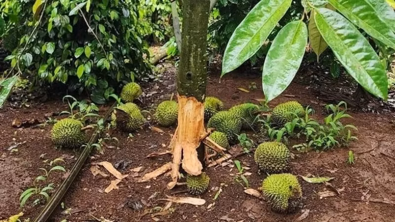 Một vườn sầu riêng bị kẻ xấu phá hoại.