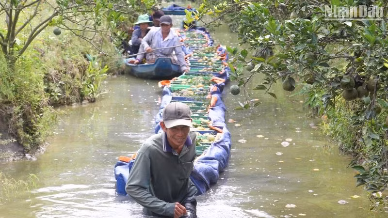 Nông dân thu hoạch cam đã chín mọng. (Ảnh: BÁ DŨNG) Nông dân thu hoạch cam đã chín mọng. (Ảnh: BÁ DŨNG)