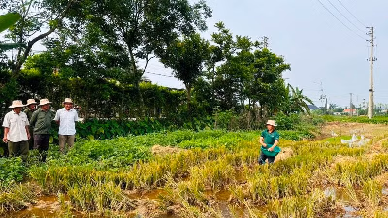 Thực hành xử lý rạ sau thu hoạch trên đồng ruộng tỉnh Thanh Hóa.