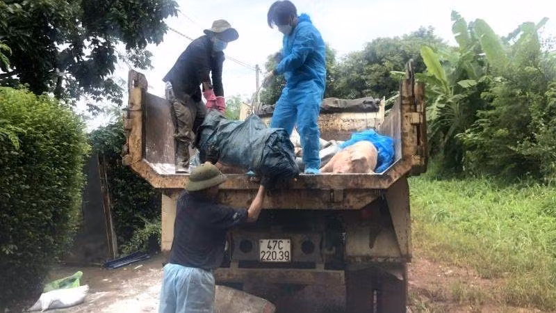 Xuất hiện ổ dịch tả lợn châu Phi tại thành phố Buôn Ma Thuột