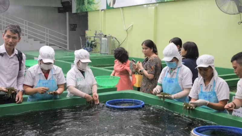 Đoàn công tác thăm quan một đơn vị sản xuất sản phẩm rong nho nổi tiếng tại TP Nha Trang, tỉnh Khánh Hòa.