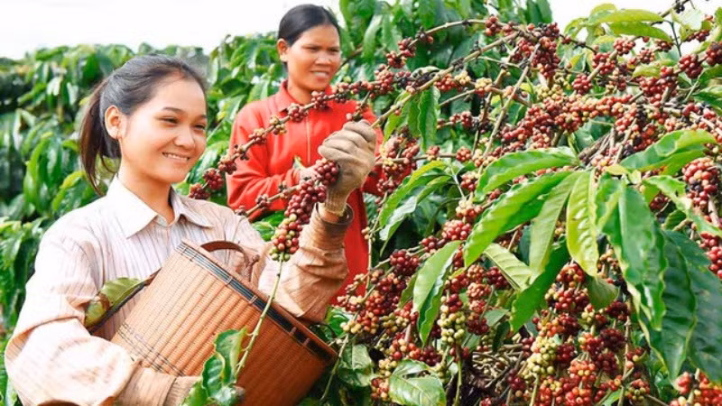 Thủ tướng Chính phủ chỉ đạo về phát triển ngành cà-phê và ngành tôm. (Ảnh minh họa)