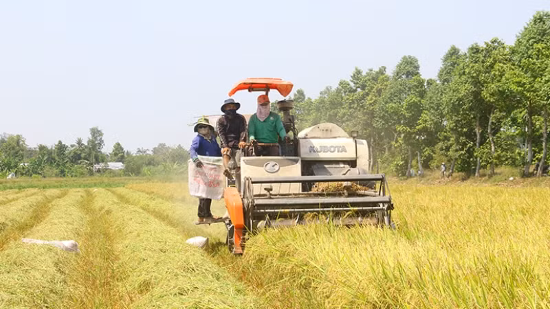 Nông dân Hậu Giang bắt đầu thu hoạch lúa đông-xuân.