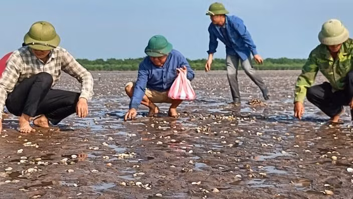 Ngao chết bất thường trong một thời gian ngắn, trùng với thời điểm tàu chở dầu Hà An 01 chìm trên biển Thái Bình.