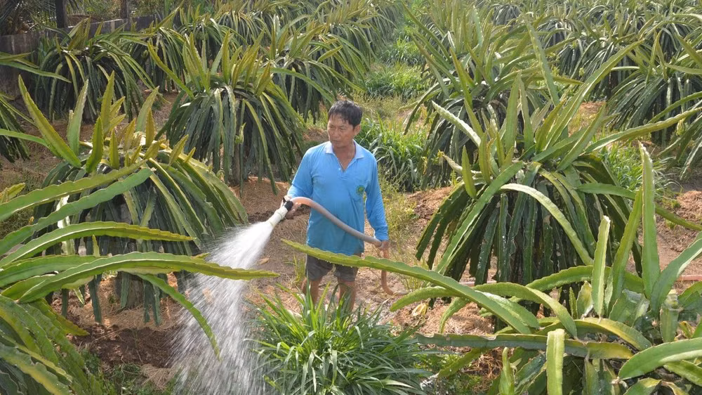 Người dân xã Song Bình, huyện Chợ Gạo (Tiền Giang) tưới nước cho thanh long trong mùa khô năm 2023-2024. (Ảnh Nguyễn Sự)