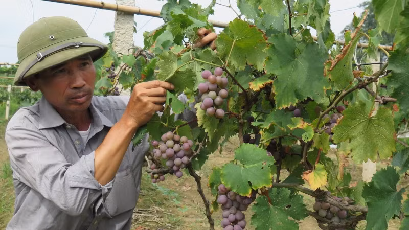 Người dân thôn Nà Chuông, Mai Pha (thành phố Lạng Sơn) ứng dụng khoa học kỹ thuật chăm sóc cây nho Tảo hồng cho năng suất cao.