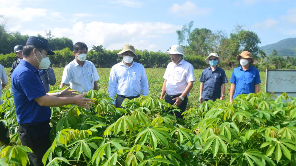 Lãnh đạo tỉnh Quảng Ngãi và các cơ quan chức năng kiểm tra mô hình trồng khảo nghiệm giống sắn kháng bệnh HN3.