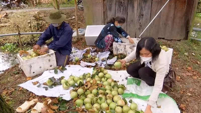Thu hoạch vú sữa ở hợp tác xã Trường Khương A, xã trường Long, huyện Phong Điền đạt tiêu chuẩn xuất khẩu sang Mỹ.