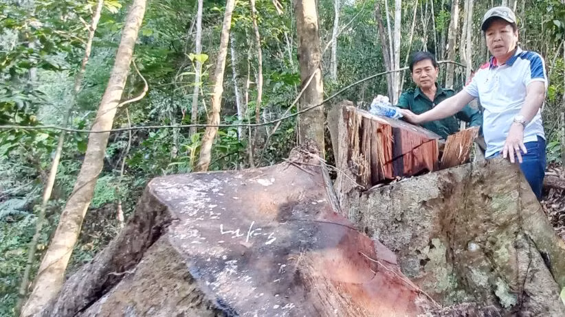 Hiện trường gỗ rừng bị chặt phá.