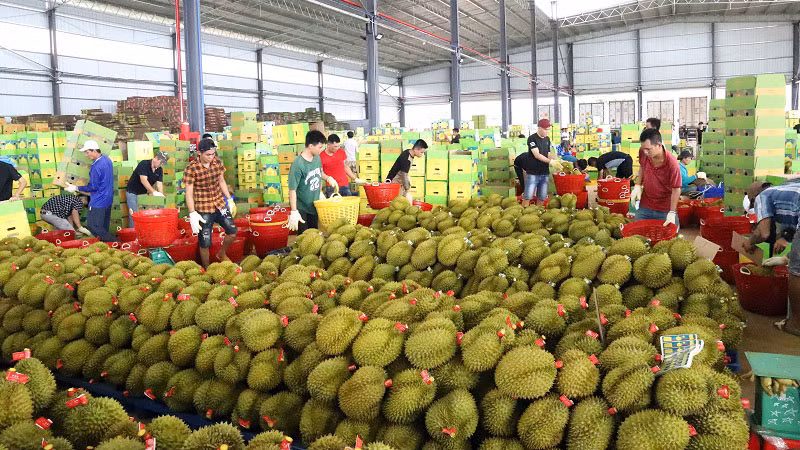 Đóng gói sầu riêng xuất khẩu sang Trung Quốc ở huyện Krông Pắc, tỉnh Đắk Lắk.