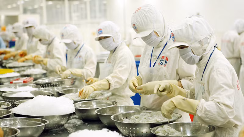 Chế biến tôm xuất khẩu tại Công ty cổ phần Chế biến thủy sản xuất nhập khẩu Kiên Cường (Kiên Giang). (Ảnh TRẦN TUẤN)