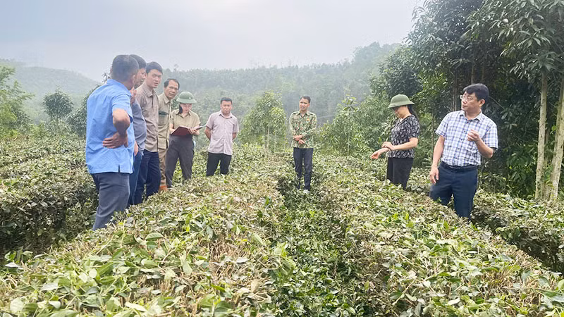 Ban Kinh tế-Ngân sách HĐND tỉnh giám sát việc thực hiện mô hình khuyến nông tại xã Chu Hương, huyện Ba Bể. (Ảnh: THU TRANG)