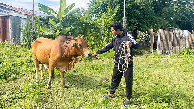 Anh Mang Văn Sướng (dân tộc Raglai, xã Hàm Cần, huyện Hàm Thuận Nam) đã cải thiện kinh tế gia đình nhờ vay vốn nuôi trâu, bò. Anh Mang Văn Sướng (dân tộc Raglai, xã Hàm Cần, huyện Hàm Thuận Nam) đã cải thiện kinh tế gia đình nhờ vay vốn nuôi trâu, bò.