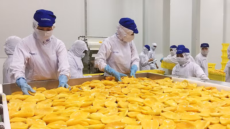 Chế biến trái cây tại nhà máy Tanifood, huyện Gò Dầu, tỉnh Tây Ninh. (Ảnh: THÀNH THUẬN)