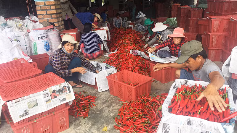Đại lý thu mua ớt ở xã Mỹ Hiệp, huyện Phù Mỹ (Bình Định).