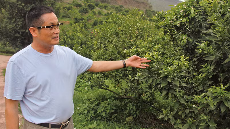 Ông Lê Minh Tuân kiểm tra khu vực trồng cây ăn quả tại trang trại.