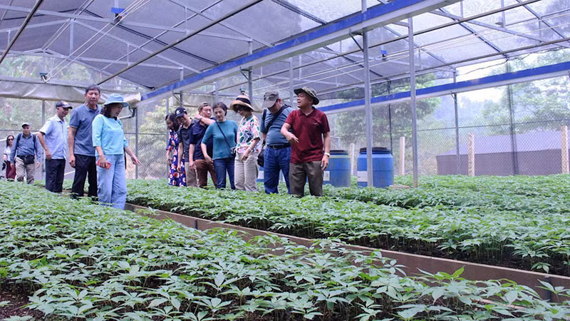 Mô hình trồng sâm Ngọc Linh duy nhất tại tỉnh Sơn La được áp dụng công nghệ tiên tiến trong sản xuất.