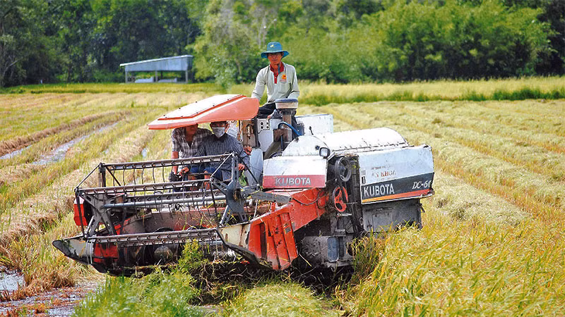 Sản xuất lúa chất lượng cao trên địa bàn huyện Thới Bình (tỉnh Cà Mau) có sự liên kết chuỗi đầu vào, đầu ra, áp dụng cơ giới hóa.