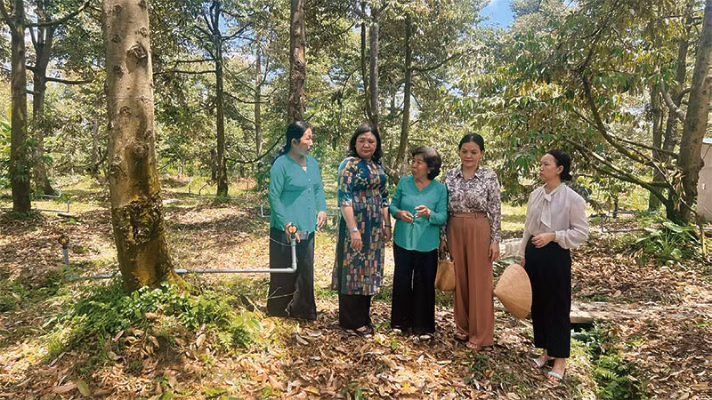 Vùng trồng sầu riêng VietGap tham gia chuỗi giá trị của Hợp tác xã Nông nghiệp Tân Phú (huyện Châu Thành, tỉnh Bến Tre).