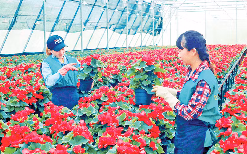Sản xuất hoa công nghệ cao tại thành phố Đà Lạt, tỉnh Lâm Đồng.