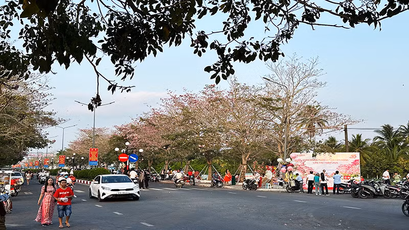 Mỗi ngày, hàng trăm du khách đến xem và chụp ảnh với hoa kèn hồng.